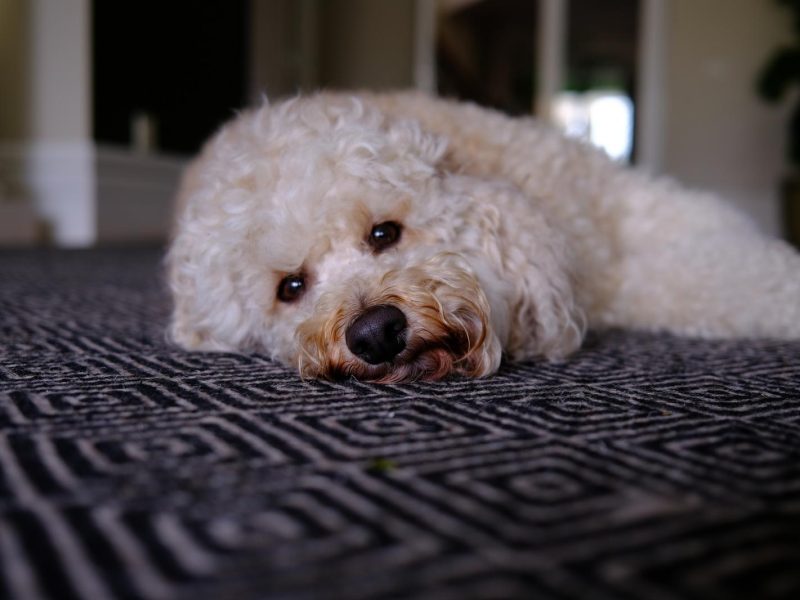 Harvey_1
